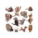 Cat Mouse Pad 29309